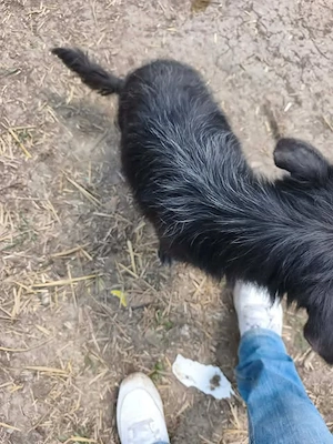 Olivia braucht ein Zuhause für immer Bild 5