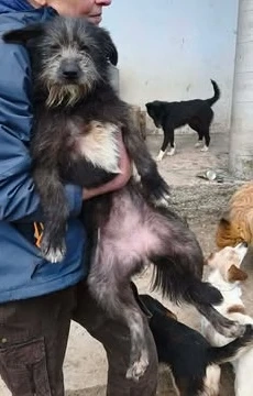 Olivia braucht ein Zuhause für immer Bild 2