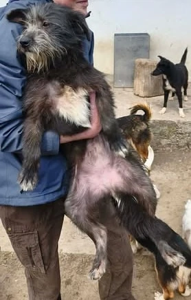 Olivia braucht ein Zuhause für immer Bild 3