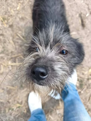 Olivia braucht ein Zuhause für immer Bild 9