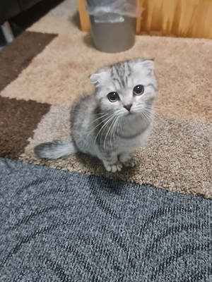 Schweren Herzens suchen wir ein neues, liebevolles Zuhause für unsere wunderschöne, kurzhaarige Katz