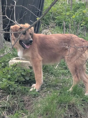 Dandy sucht seine Familie