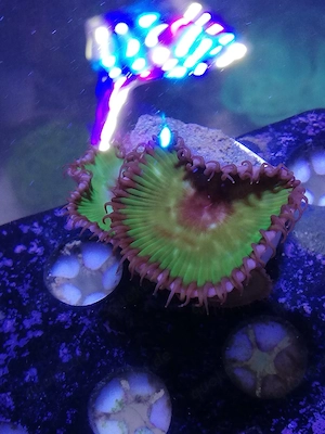 Meerwasser Palythoa Grandis 