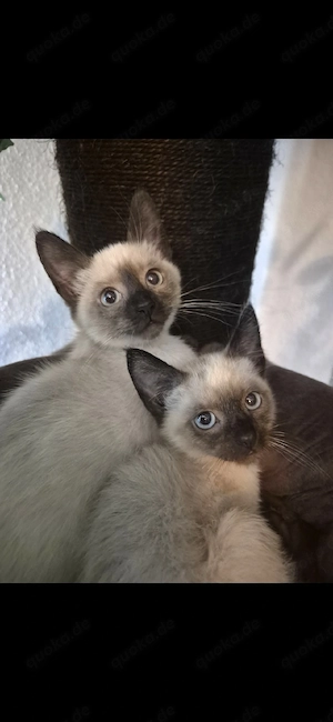 2 Siam kitten (Mädchen) suchen ihr neues zuhause