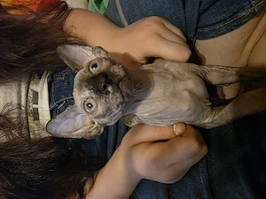 Niedliche Sphynx-Kätzchen suchen ein neues Zuhause