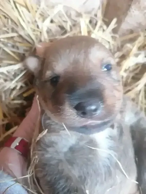 1Junge sucht ein neues Zuhause 