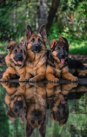 Wir erwarten Typvolle US Line Deutsche Schäferhunde Wurfwiederholung!