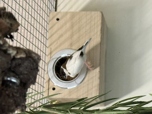 Verschiedene Vögel abzugeben 