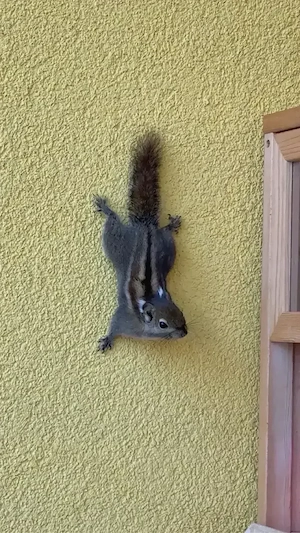 Baumstreifenhörnchen