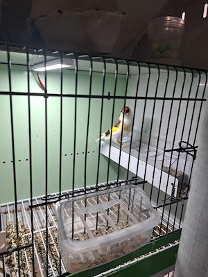 Stieglitz major sceke 