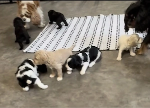 Bildhübsche Cavapoo-Welpen