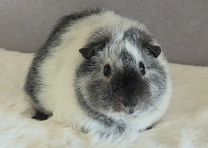 California Teddy Meerschweinchen Mädchen