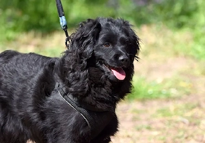 Onyx sucht ein Zuhause 