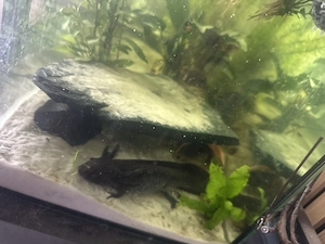 Axolotl Männchen und Weibchen samt Aquarium 