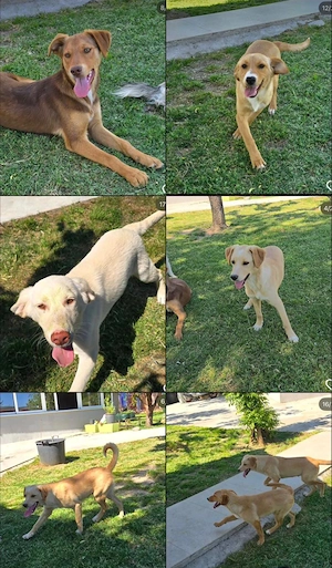 Pflegestellen oder Zuhause gesucht 