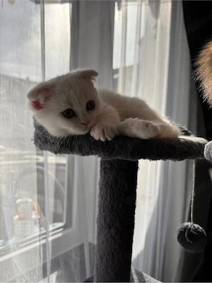 Süße Katzenbabys suchen ein liebevolles Zuhause