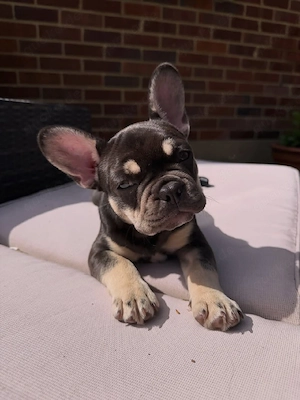 Reinrassige Französische Bulldogge