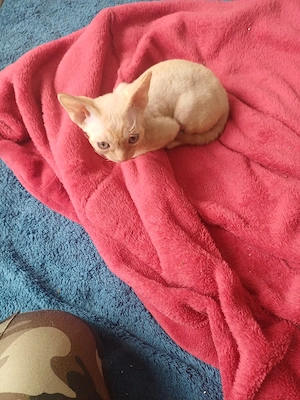 Baby Kätzchen Devonrex 