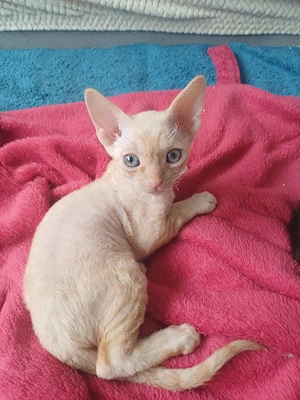 Baby Kätzchen Devonrex 