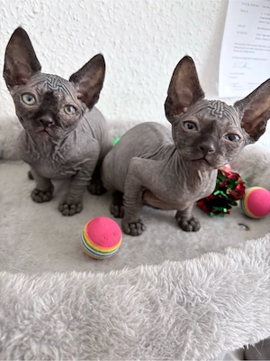 Zwei bezaubernde Sphynx-Kitten suchen ein liebevolles Zuhause
