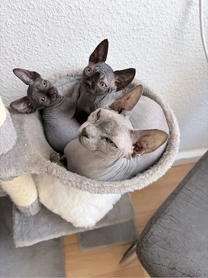 Zwei bezaubernde Sphynx-Kitten suchen ein liebevolles Zuhause