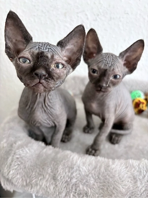 Zwei bezaubernde Sphynx-Kitten suchen ein liebevolles Zuhause