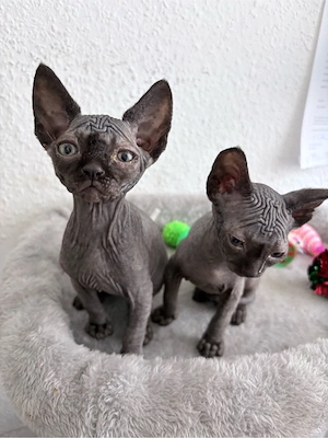 Zwei bezaubernde Sphynx-Kitten suchen ein liebevolles Zuhause