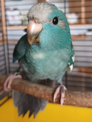 Junge Ziegensittiche 