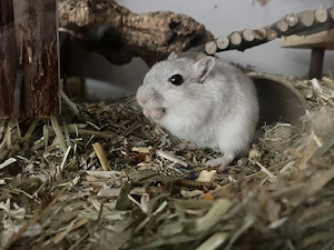 Käfigverbund und 1 Rennmaus