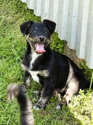 Kleine quiteschfidele Lale muss noch viel lernen - Deutschlandweite Vermittlung -