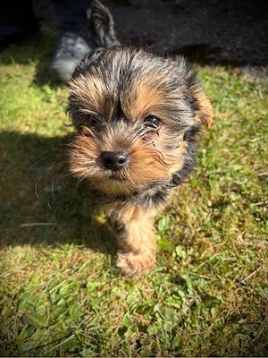 1 Yorkshireterrier Welpe in liebevolle Hände abzugeben Bild 4