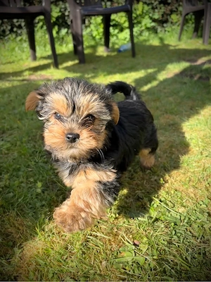 1 Yorkshireterrier Welpe in liebevolle Hände abzugeben Bild 2