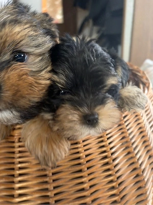 3 Yorkshireterrier Welpen in liebevolle Hände abzugeben