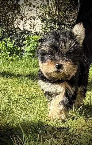 1 Yorkshireterrier Welpe in liebevolle Hände abzugeben Bild 3