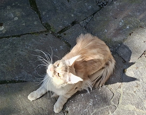 Deckkater Maine Coon Creme Silver Classic Tabby