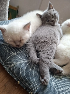 Zuckersüß Bkh kitten