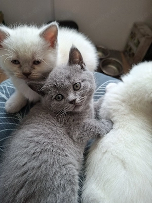 Zuckersüß Bkh kitten