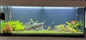 240L Aquarium Komplettset von Juwel inkl. Besatz & CO -Anlage