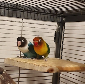 Unzertrennliche - Agarponiden