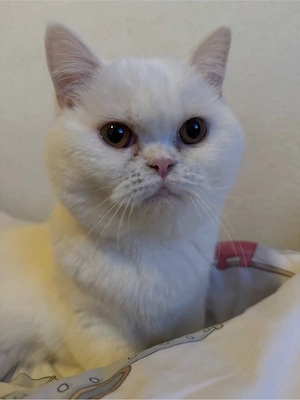 BKH Katze weiblich 7 monate alt 