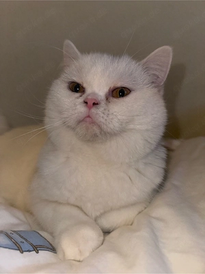 BKH Katzen 3 Geschwister Wohnungskatzen