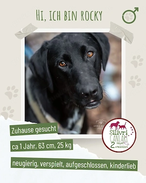 Lustiger Rocky sucht ein Zuhause