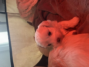 Reinrassige Malteserwelpen Bild 4