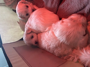 Reinrassige Malteserwelpen Bild 2