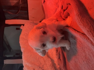 Reinrassige Malteserwelpen Bild 3