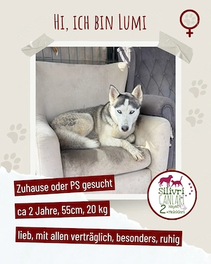 Besondere Lumi sucht ein Zuhause oder eine Pflegestelle