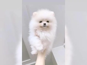 Wunderschöne Pomeranian Zwergspitz welpen!!