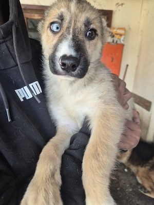 Welpenrüde 273747 stellt sich vor