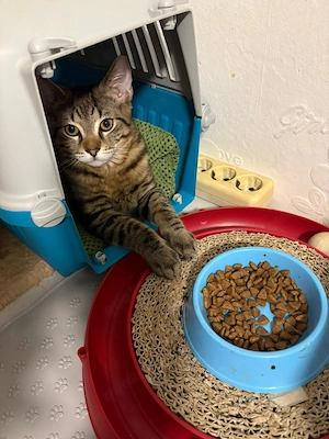 Haus Kater abzugeben 