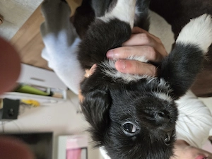 Chihuahua pekinese mix
